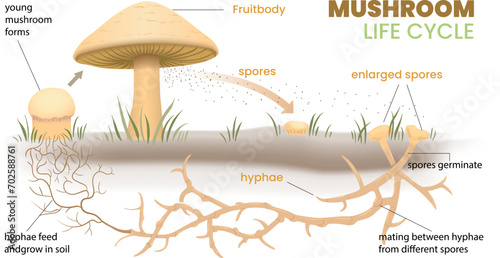 illustration of mushroom life cycle infographic photo