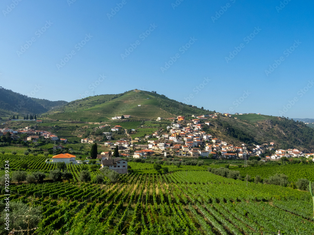 Vineyards in the Viseu district area. Portugal.