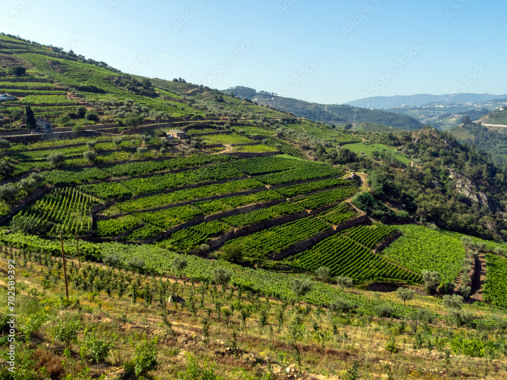 Landscape with terraced vineyards near Peso da Régua. Portugal.