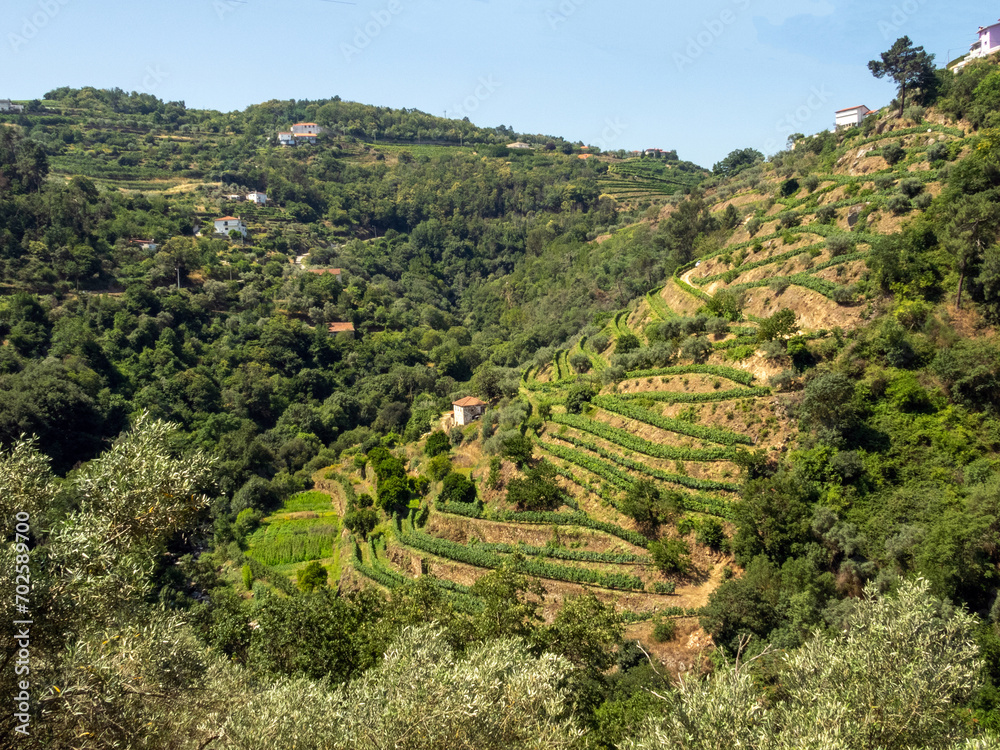 Vineyards on a terraced fields outside the town of Lamego. Portugal.