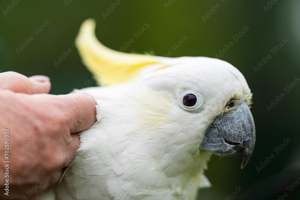 White cockatoo and corella perched in a gum tree in outback Australia. Native Australian birds in a tree in a national park in australia White cockatoo and corella perched in a gum tree in outback Australia. Native Australian birds in a tree in a national park in australia