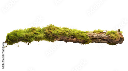 Fresh green moss on rotten branch isolated on white, 