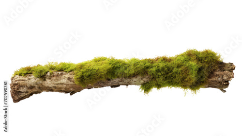 Fresh green moss on rotten branch isolated on white, 