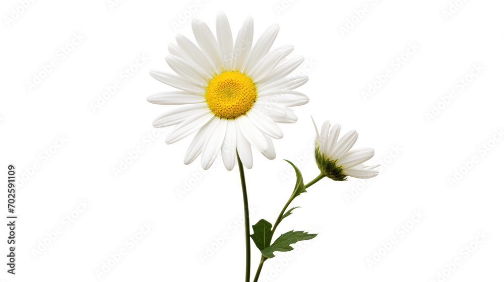 Beautiful white Daisy (Marguerite) isolated on white background, - obrazy, fototapety, plakaty 