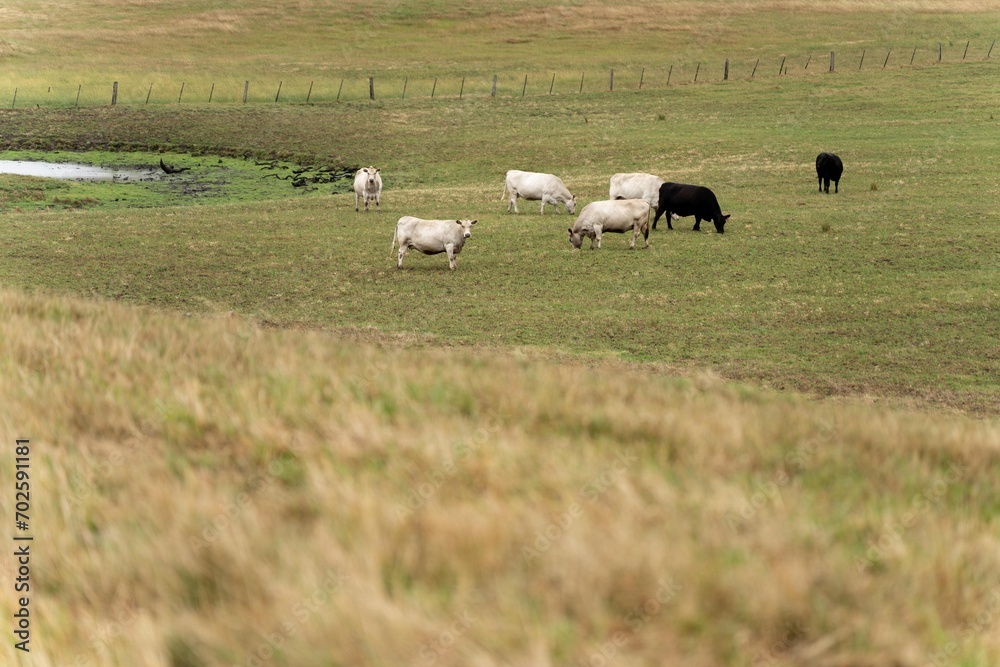 Beef cows and calfs grazing on grass in south west victoria, Australia. eating hay and silage. breeds include specked park, murray grey, angus and brangus. Beef cows and calfs grazing on grass in south west victoria, Australia. eating hay and silage. breeds include specked park, murray grey, angus and brangus.