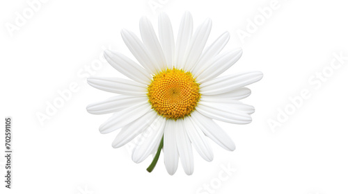 Beautiful white Daisy  Marguerite  isolated on white background 