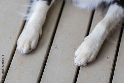 Close up of a dog's paws. Border Collie puppy pads. Legs of animal lying on a deck. photo