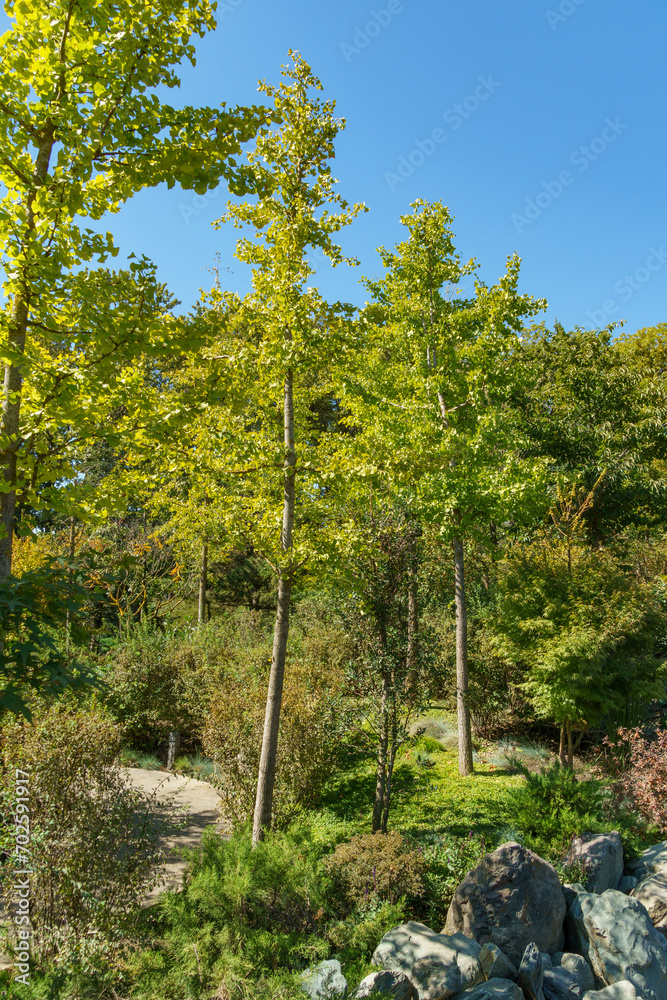 Fototapeta premium Ginkgo tree (Ginkgo biloba) or gingko in Japanese garden. Public landscape park of Krasnodar or Galitsky Park, Russia.