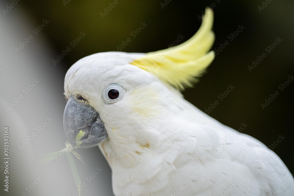 White cockatoo and corella perched in a gum tree in outback Australia. Native Australian birds in a tree in a national park in australia White cockatoo and corella perched in a gum tree in outback Australia. Native Australian birds in a tree in a national park in australia