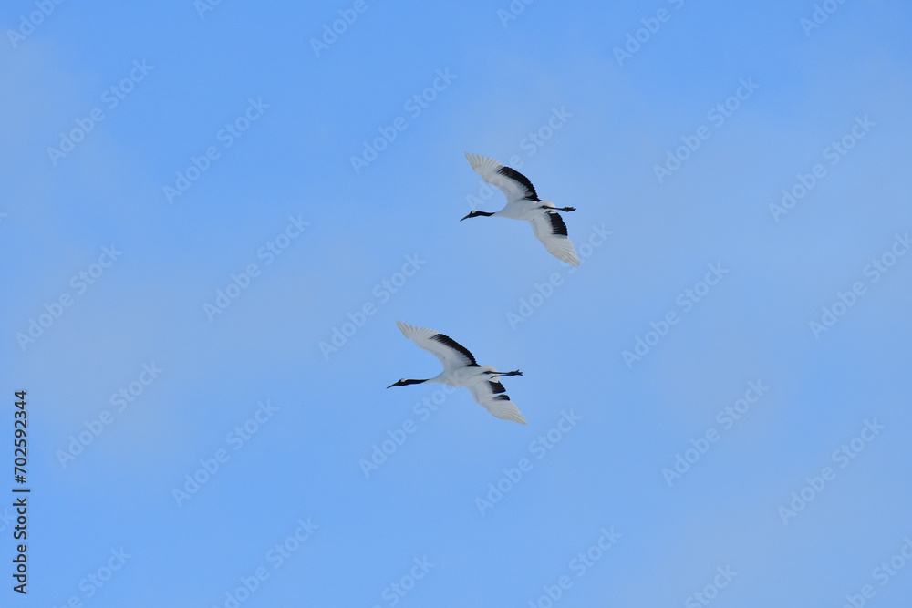 Bird watching, red-crowned crane, in
winter Bird watching, red-crowned crane, in
winter