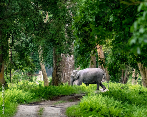 Elephant walking alone in the forest, Kaziranga National Park, Assam, India. photo