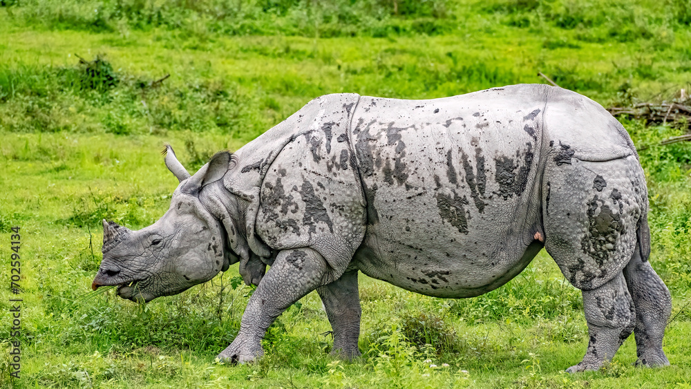 Fototapeta premium Rhino in the field of Kaziranga national Park.