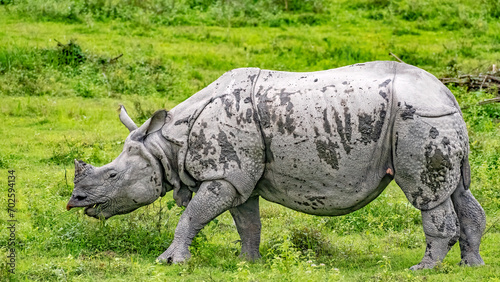 Rhino in the field of Kaziranga national Park.