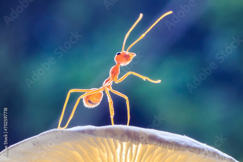 Ants or Oecoephylla smaradgina photo
