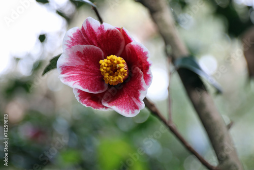 新春に華麗に咲いたピンクの椿