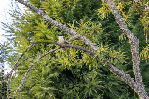 Kingfisher bird on the tree branch
