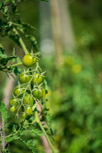 organic tomatoes in the garden
