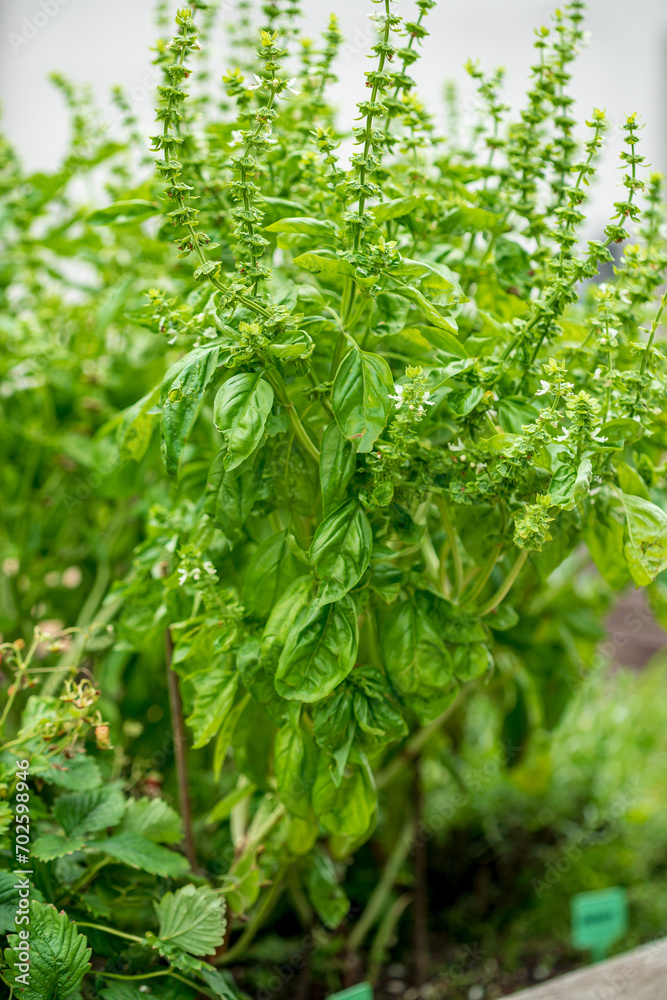fresh basil in the garden fresh basil in the garden