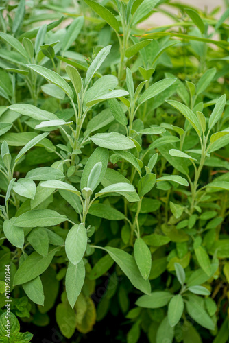 salvia in the organic garden