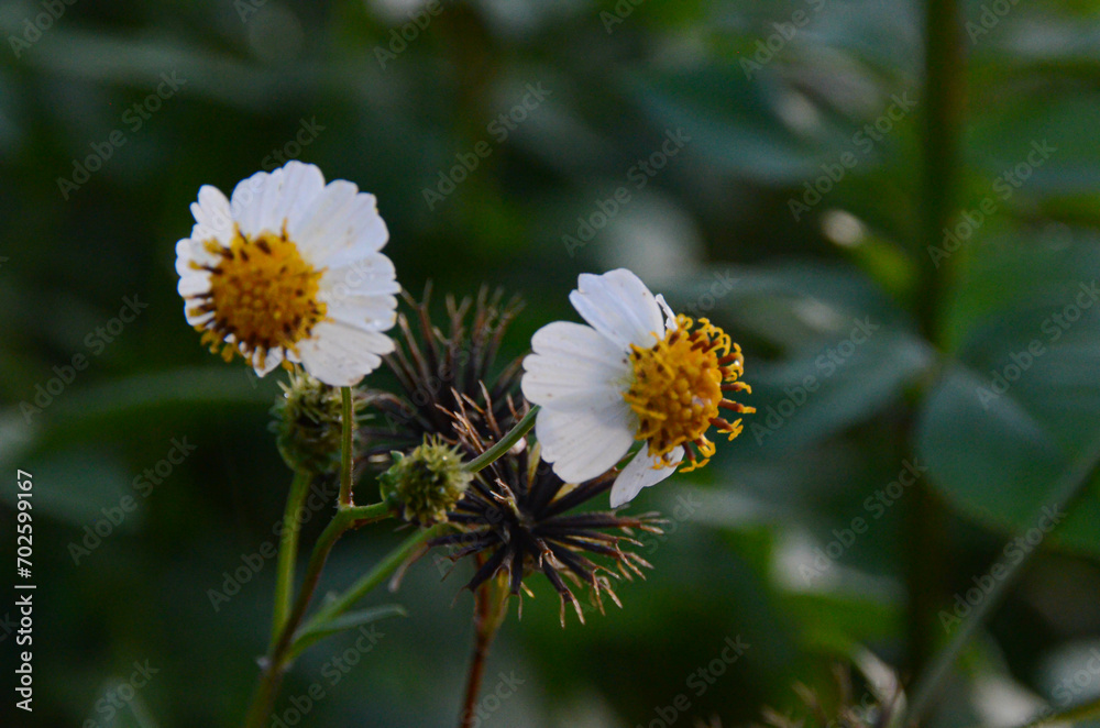 weed flowers that always bloom weed flowers that always bloom