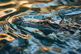 A crocodile as it glides through the reflective waters of a calm lagoon