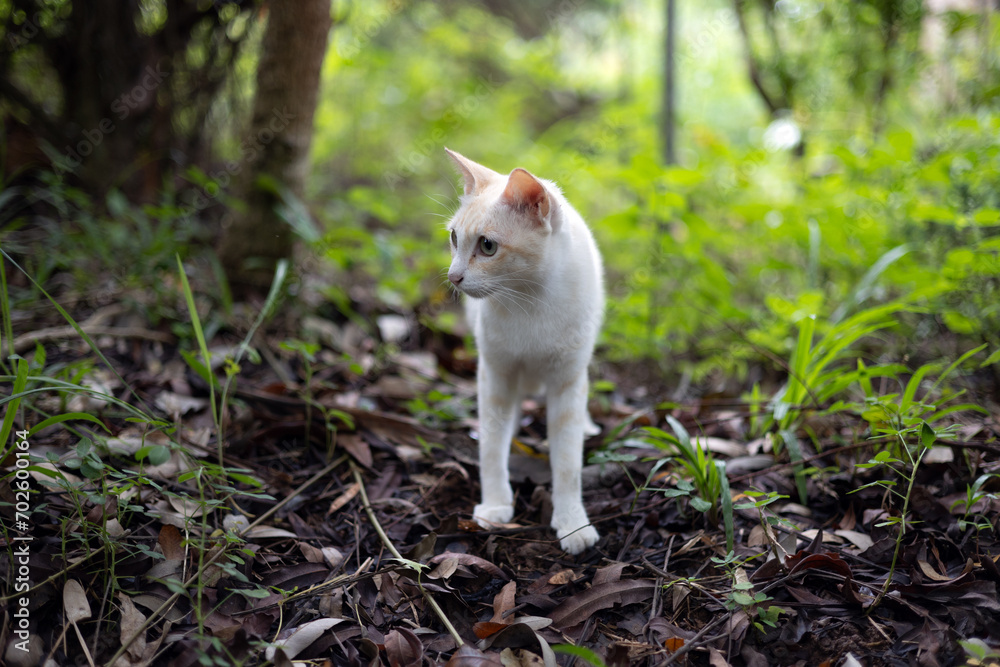 White cat in the forest. A white cat was lost in the forest.