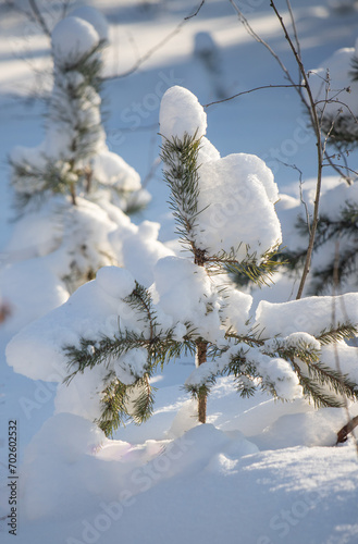 Spruce and pine trees covered with white snow, winter landscape. Frosty sunny day in winter. © Prikhodko