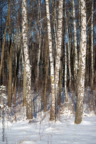 Birch forest in winter, cold winter landscape in sunny weather.