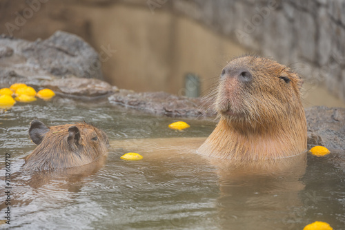 カピバラ - 入浴中