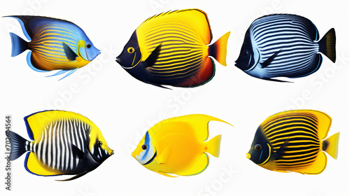 Tropical fish isolated on white background