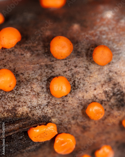 Disease on a tree branch. Orange mold