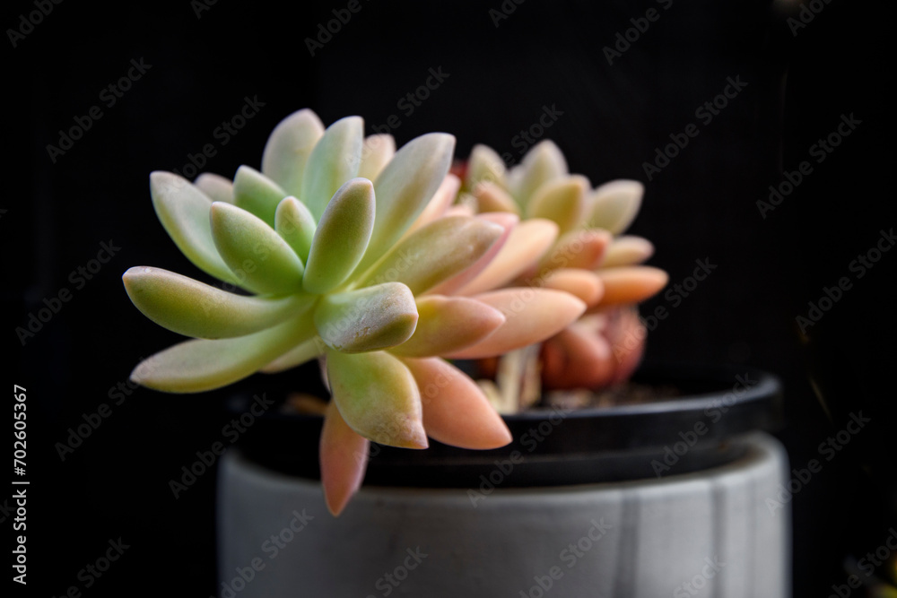 Obraz premium Close up of succulent one a dark background