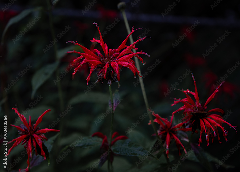 red flower