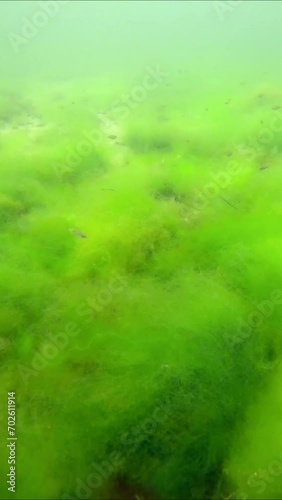 Vertical video, School of juvenile Green Wrasse swim abobove fluffy Green Algae Cladophora, Slow motion photo