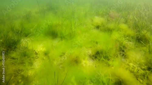 Sea bottom covered with Green algae (Cladophora sp), Green bait weed (Ulva intestinalis), Red Hornweed (Ceramium virgatum) and Dwarf Eelgrass (Zostera noltii) covered seafloor photo