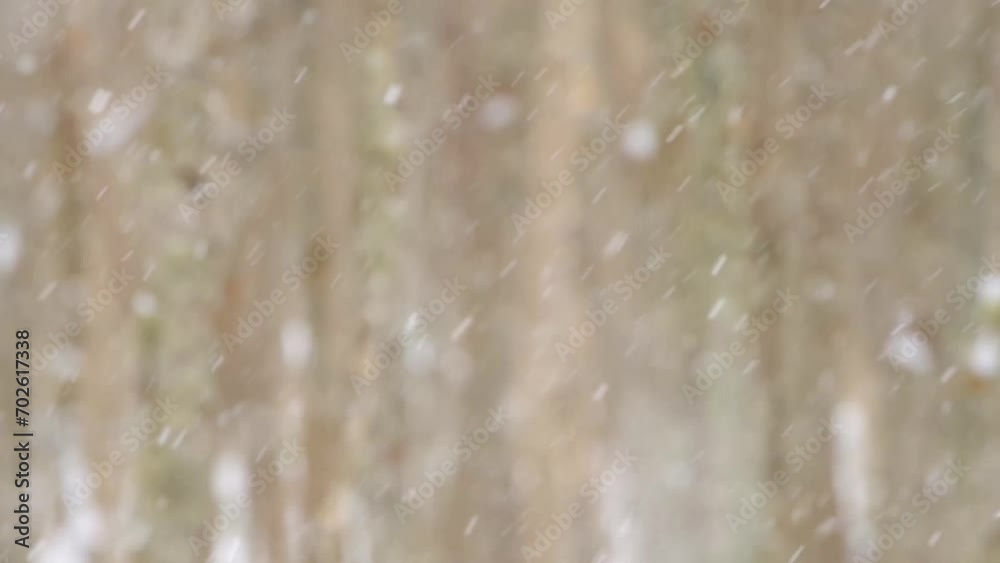 冬の森に降る雪。背景のボケ。 冬の森に降る雪。背景のボケ。