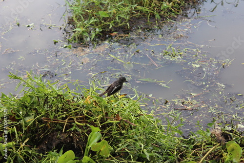 winged blackbird