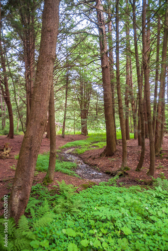 Calm Stream at Chapman State Park in Pleasant Township, Warren County, Pennsylvania photo