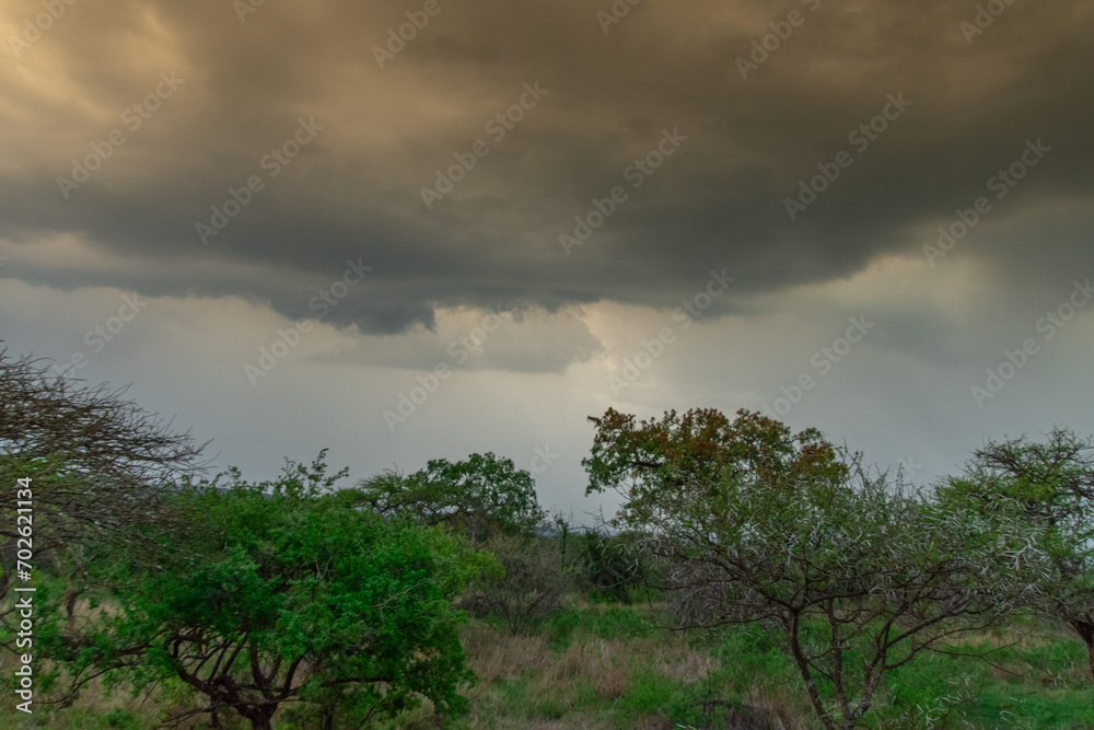 Obraz premium Safari under stormy skies in South Africa in the Burgersfort region
