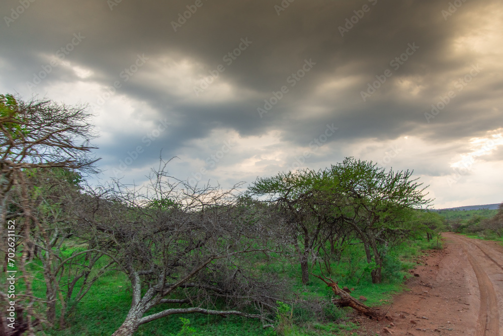 Safari under stormy skies in South Africa in the Burgersfort region