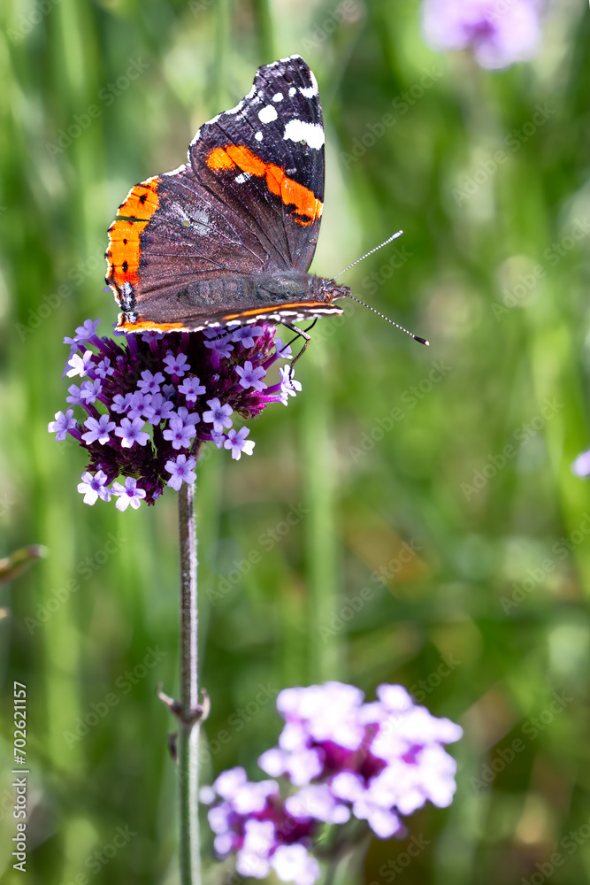 red admiral butterfly on verbena flower red admiral butterfly on verbena flower