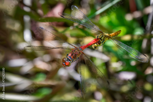 two ruddy darters among plants