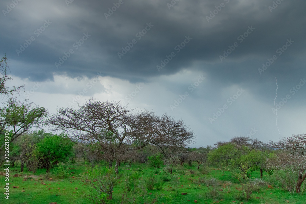 Safari under stormy skies in South Africa in the Burgersfort region Safari under stormy skies in South Africa in the Burgersfort region