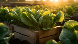 Pak Choi salad in a wooden box with field and sunset in the background. Natural organic fruit abundance. Agriculture, healthy and natural food concept. Horizontal composition.