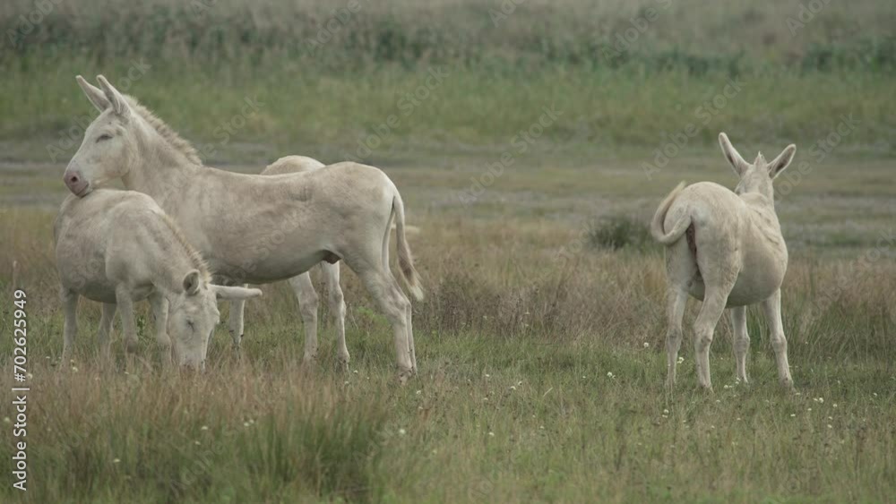 A group of white Donkeys (Barockesel) - one Donkey is standing up from a lying position. (4K) A group of white Donkeys (Barockesel) - one Donkey is standing up from a lying position. (4K)
