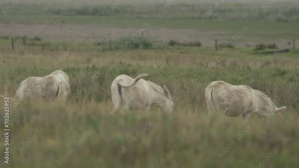 Three white donkeys grazing on a meadow. Barockesel. (4K - Slow Motion) Three white donkeys grazing on a meadow. Barockesel. (4K - Slow Motion)