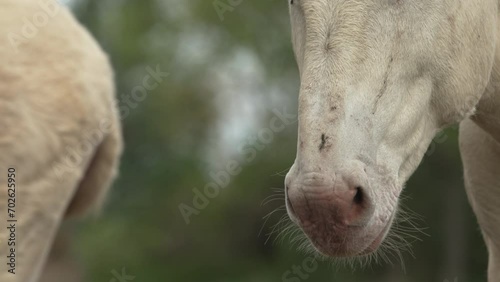 Close up of the mouth and nostrils of a white Donkey (Barockesel) - Slow Motion (4K) photo