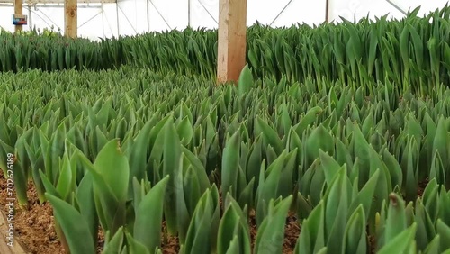 Young tulip shoots in early spring in an operating greenhouse. A small farm for growing tulips for sale. Seasonal flower for March 8. Flower business concept. Selective focus. Close-up.