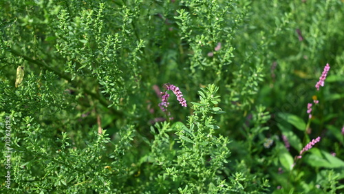 Persicaria orientalis flowers or known as smartweed flowers among the green foliage photo
