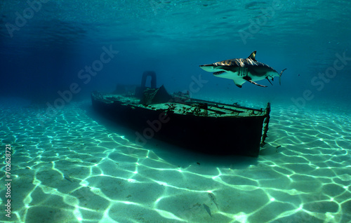 a shark and some ruins of a sunken ship in the Caribbean Sea